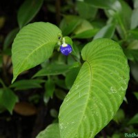 <i>Rhynchoglossum gardneri</i>  W.L.Theob. & Grupe